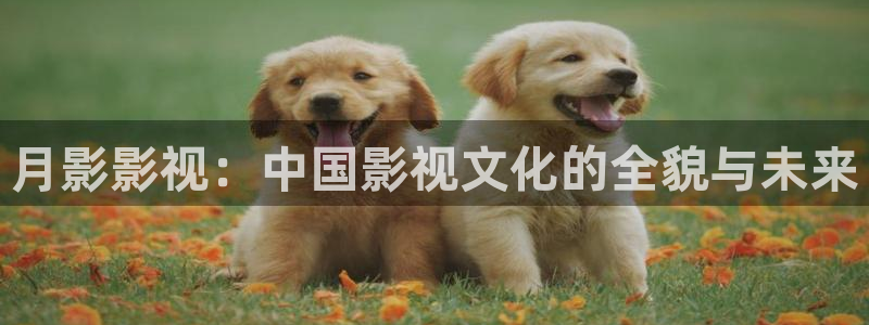 天龙影院电视剧免费看：月影影视：中国影视文化的全貌与未来